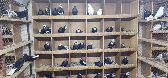 حمام قطيفي 16