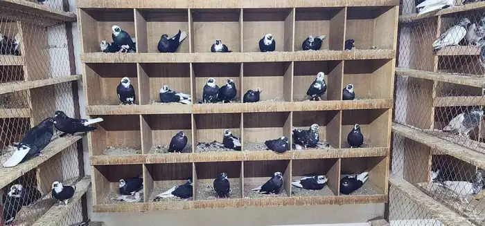 حمام قطيفي 18