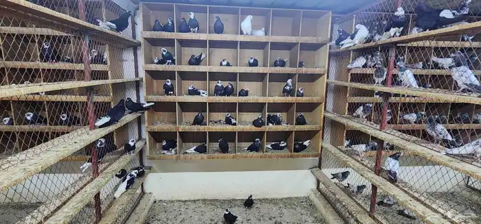 حمام قطيفي 5