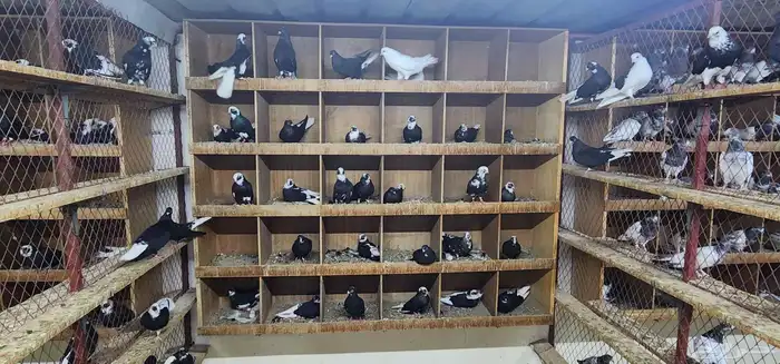 حمام قطيفي 0