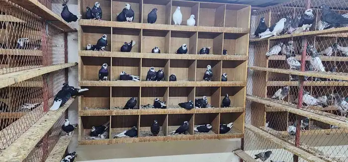 حمام قطيفي 9