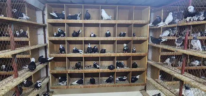 حمام قطيفي 1