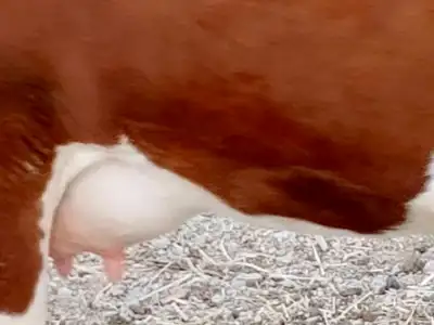 بقرة جرسيه هادئة عليها حسيله index