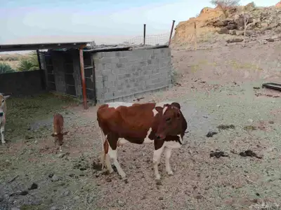 بقرة جرسيه هادئة عليها حسيله index