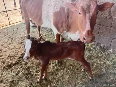 بقره للبيع index