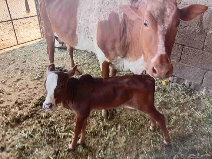 بقره للبيع 1