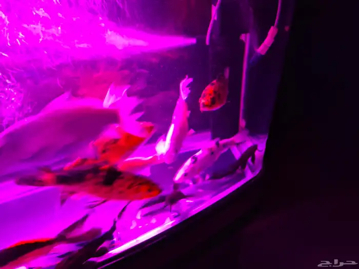 اسماك كوي اندونيسي سلالات ممتازة 7