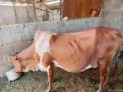 بقره للبيع index