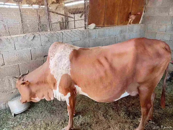 بقره للبيع 5