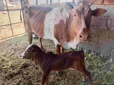 بقره للبيع index