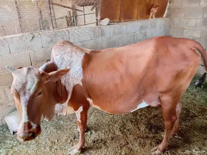 بقره للبيع 6