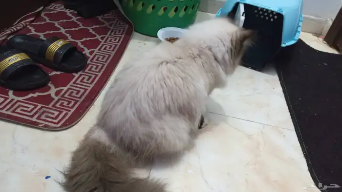 لوجه الله مستعجل ولا بخليه في الشارع قطه هملايا للتبني 7