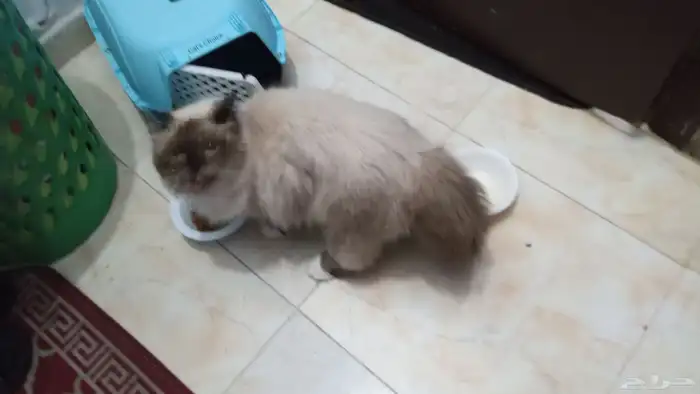 لوجه الله مستعجل ولا بخليه في الشارع قطه هملايا للتبني 4