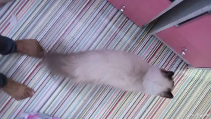 لوجه الله مستعجل ولا بخليه في الشارع قطه هملايا للتبني 9