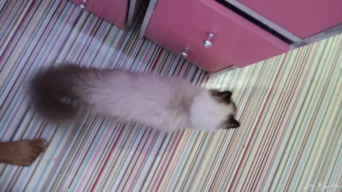 لوجه الله مستعجل ولا بخليه في الشارع قطه هملايا للتبني 8