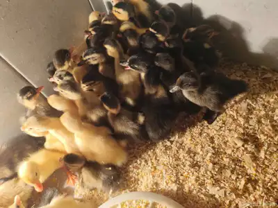 صيصان بط index