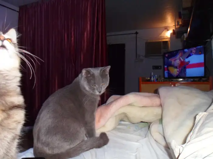 للتبنى ذكر سكوتش على شيرازى 4