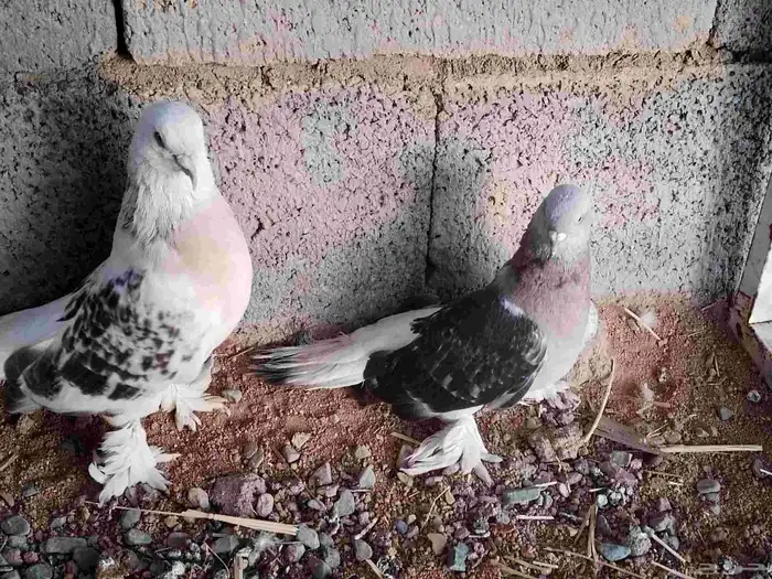 حمام تركي ثلج مع زغليل 1