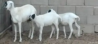 بربرية والد توم رخال عمرهم 6 أشهر index