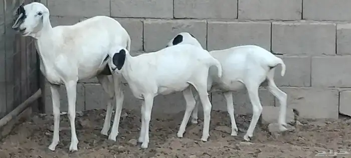 بربرية والد توم رخال عمرهم 6 أشهر 5