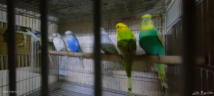 ذكور بادجي 0