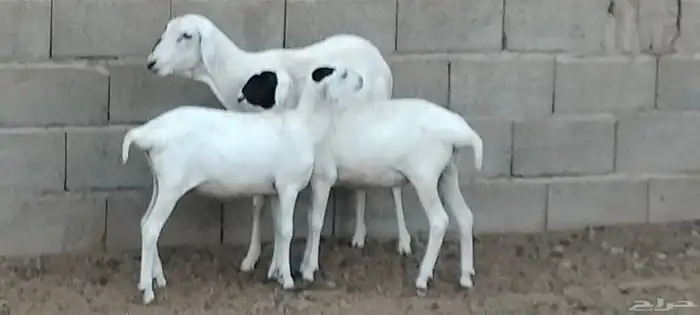 بربرية والد توم رخال عمرهم 6 أشهر 3