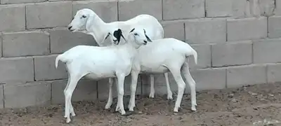 بربرية والد توم رخال عمرهم 6 أشهر index