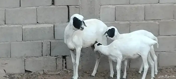 بربرية والد توم رخال عمرهم 6 أشهر 7