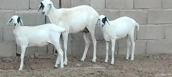 بربرية والد توم رخال عمرهم 6 أشهر 2