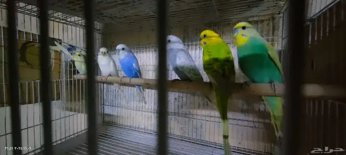 ذكور بادجي 1