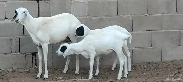 بربرية والد توم رخال عمرهم 6 أشهر 4