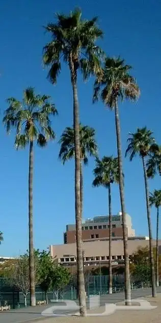 يوجد لدينا دخل زينه ونخل عربي من المتر الى الثمانيه المتر 2