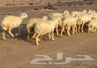 أعرض لكم غنم حريات خلفات طيبة عددها 16 تحتها 16 2