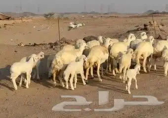 أعرض لكم غنم حريات خلفات طيبة عددها 16 تحتها 16 0