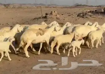 أعرض لكم غنم حريات خلفات طيبة عددها 16 تحتها 16 1