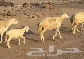 أعرض لكم غنم حريات خلفات طيبة عددها 16 تحتها 16 3