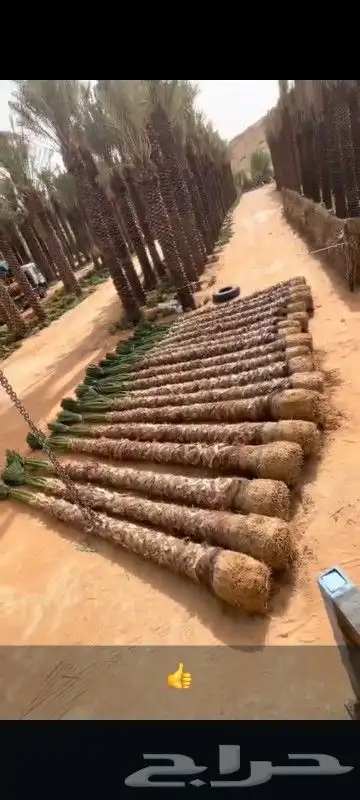 نخل للبيع بسعر مناسب 6