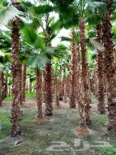 نخل واشنطني امريكي ابو مروحه 6