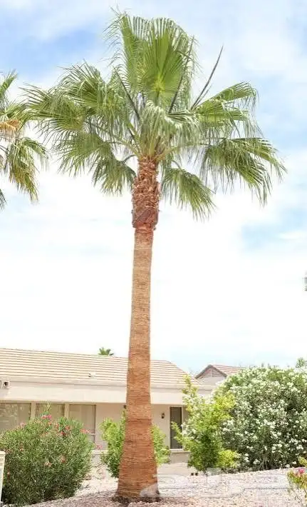 يوجد لدينا دخل زينه ونخل عربي من المتر الى الثمانيه المتر 4