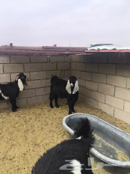 تيوس طيبات العدد3 3