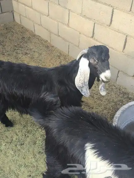 تيوس طيبات العدد3 7