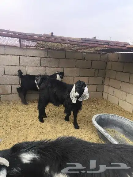 تيوس طيبات العدد3 0