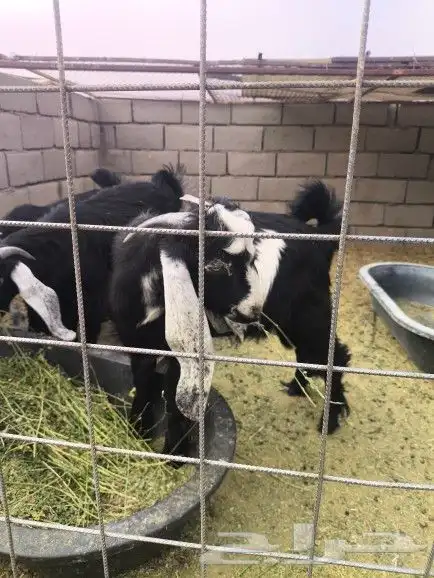 تيوس طيبات العدد3 4