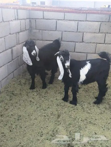 تيوس طيبات العدد3 8