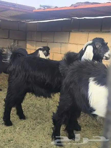 تيوس طيبات العدد3 6