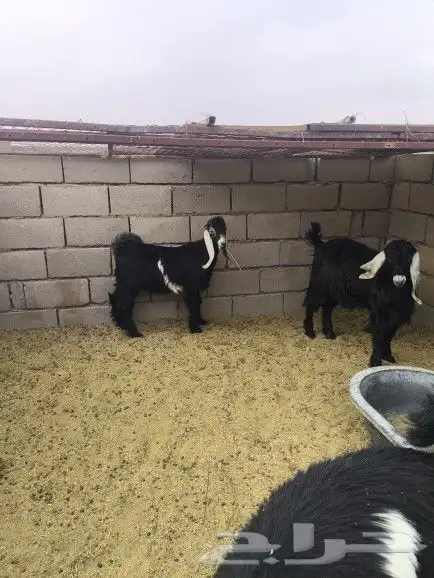 تيوس طيبات العدد3 1