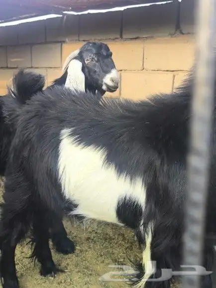 تيوس طيبات العدد3 5