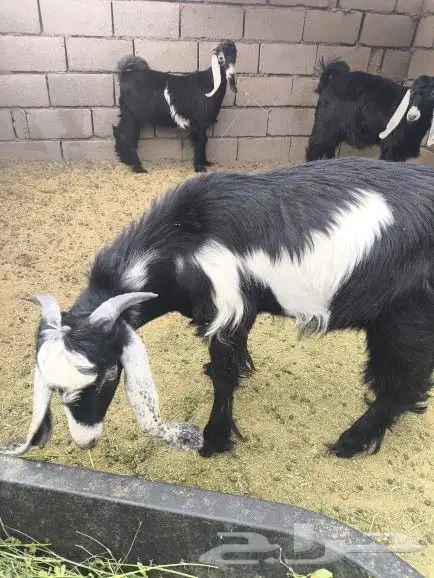 تيوس طيبات العدد3 2