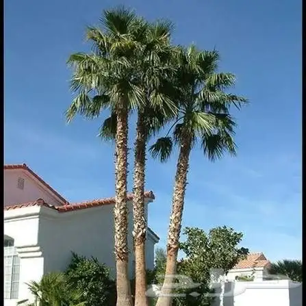 يوجد لدينا دخل زينه ونخل عربي من المتر الى الثمانيه المتر 1