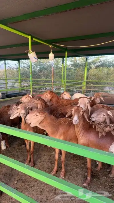 ذبائح سواكن index